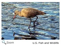 Marbled Godwit
