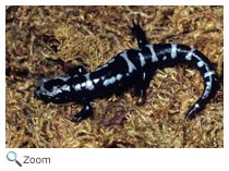 Marbled Salamander