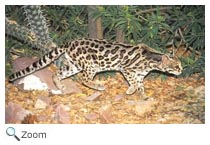 Margay