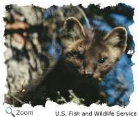 Marten in Spruce Tree