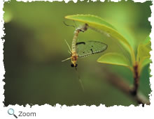 mayfly