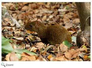 Mexican Agouti