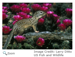 Mexican Ground Squirrel