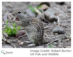 Mexican Ground Squirrel