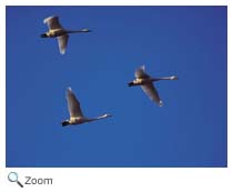 Migrating Cranes