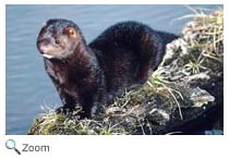 Mink Eating