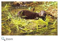 Mink Eating