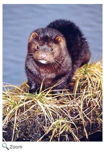 Mink