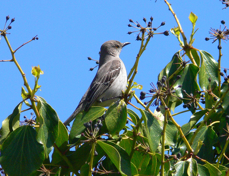 northern mockingbird mimus polyglottos wildlife northern mockingbird mimus polyglottos wildlife