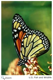monarch