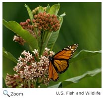 Monarch