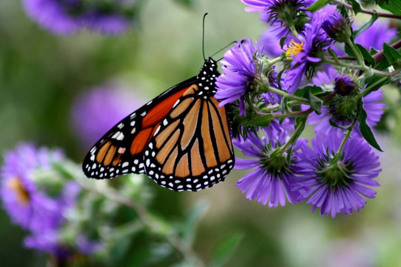 How long do monarch butterflies live?