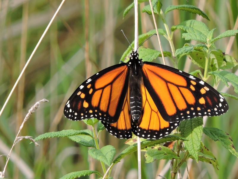 butterfly travel system