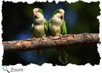 monk parakeet