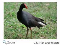 Common Moorhen