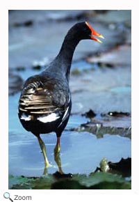 Common Moorhen