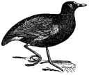 Common Moorhen