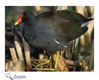Common Moorhen
