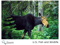 Moose