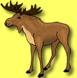 Moose