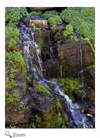 Moss on Rocks