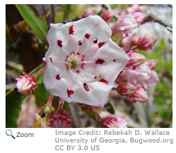 mountain laurel