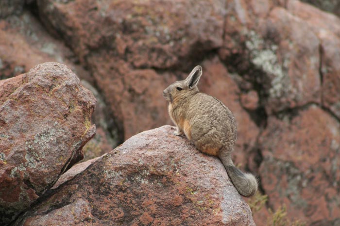 viscacha pet