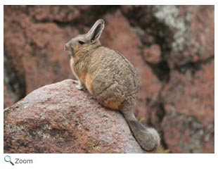 viscacha pet