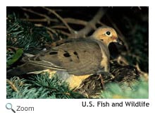 Mourning Dove