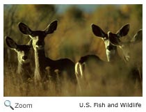 Mule Deer