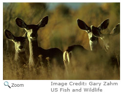 mule deer