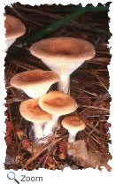 Mushroom