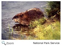Muskrat