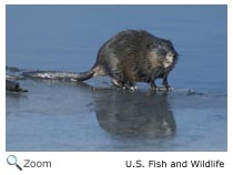 Muskrat