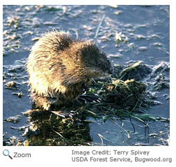 Muskrat