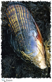 Mussel