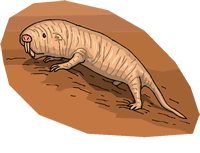 naked mole rat