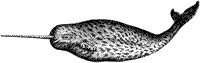 narwhal