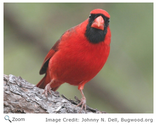 Cardinal