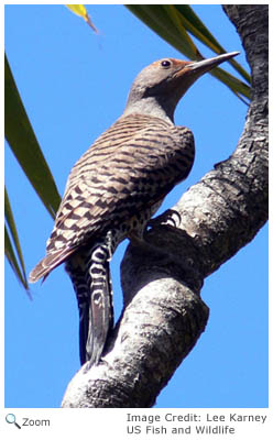 Northern Flicker