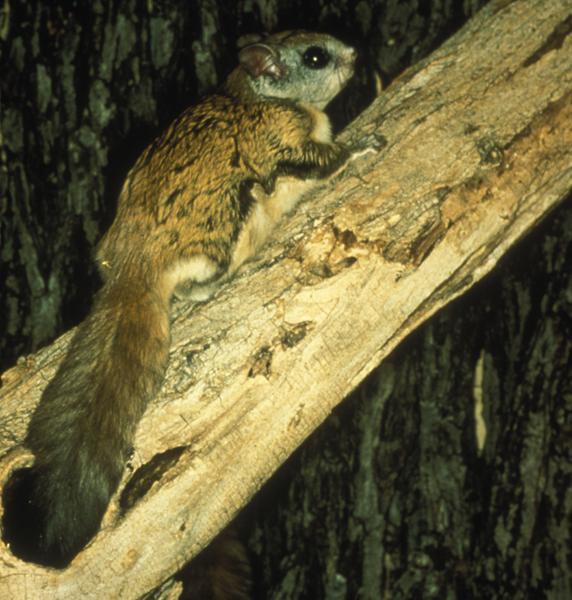 Northern Flying Squirrel sabrinus Wildlife Journal Junior
