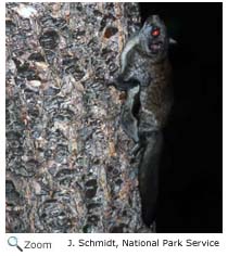 Northern Flying Squirrel