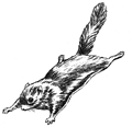 Northern Flying Squirrel