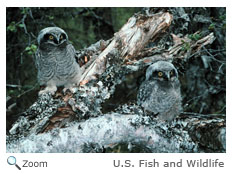 Northern Hawk Owl