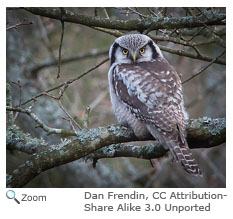 Northern Hawk Owl