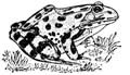 northern leopard frog