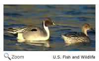 Northern Pintail pair