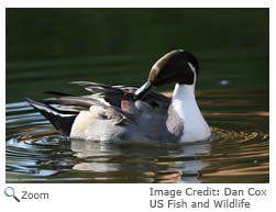 Northern Pintail