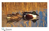 northernshoveler