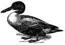northernshoveler